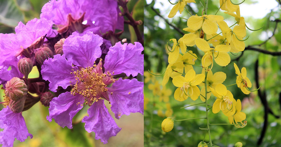Photo of 10 Flowering Trees in India and Where to Click them This Spring Season by Kanj Saurav