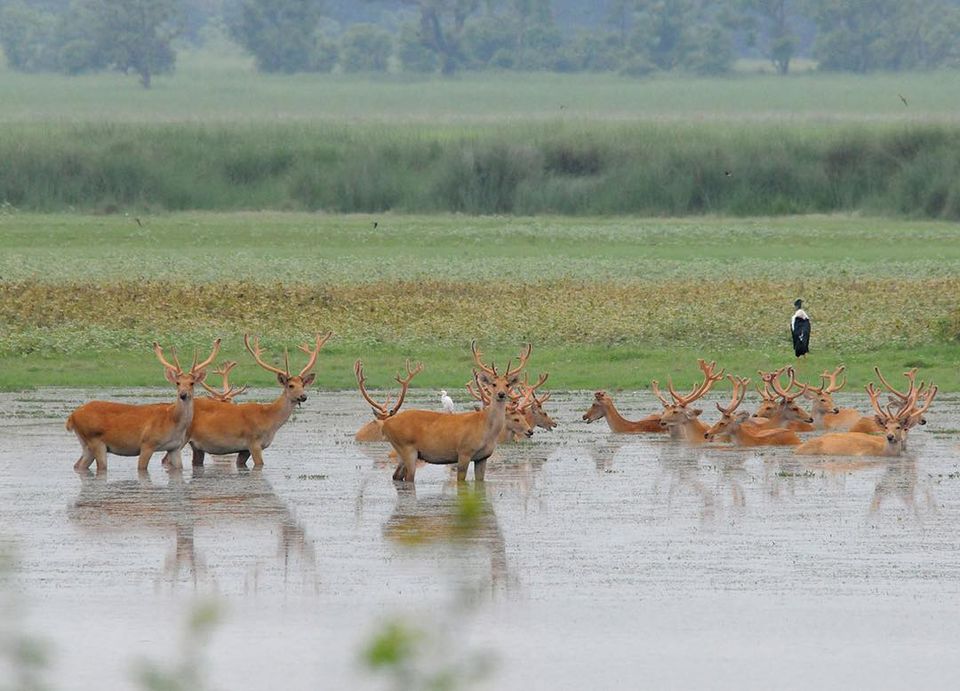 Photo of Move over Jim Corbett! Watch Tigers, Rhinos and Elephants at Katarnia Ghat 1/3 by Kanj Saurav