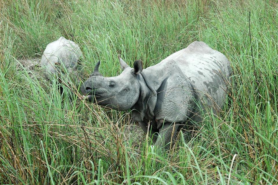 Photo of Move over Jim Corbett! Watch Tigers, Rhinos and Elephants at Katarnia Ghat 2/3 by Kanj Saurav