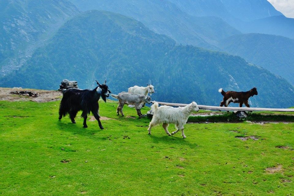 Photo of How Three College Goers Survived A Day Of Heavy Rain While Trekking To Triund 8/9 by Kanj Saurav