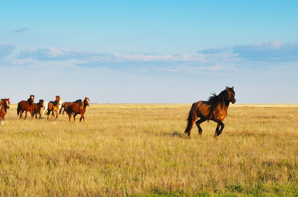Photo of How to Make the Most of a Transit Visa in Kazakhstan 1/3 by Kanj Saurav