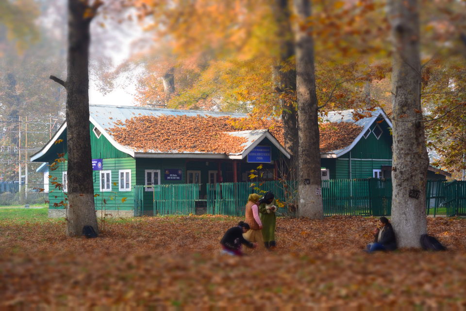 Photo of Harud: Colours of Autumn from Kashmir 1/8 by Kanj Saurav