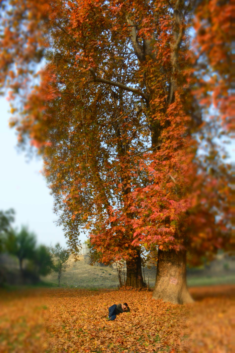 Photo of Harud: Colours of Autumn from Kashmir 2/8 by Kanj Saurav