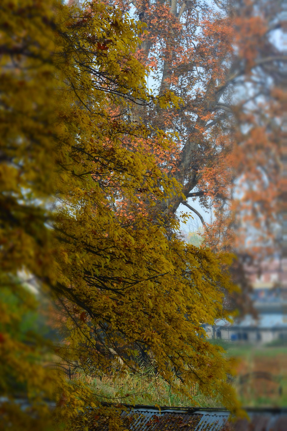 Photo of Harud: Colours of Autumn from Kashmir 3/8 by Kanj Saurav