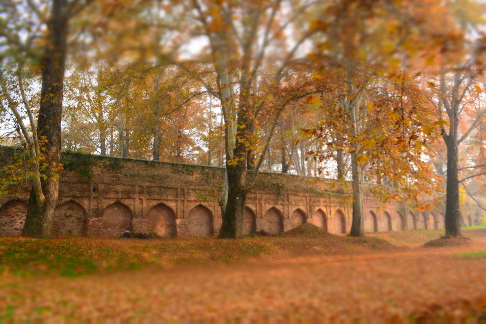 Photo of Harud: Colours of Autumn from Kashmir 6/8 by Kanj Saurav