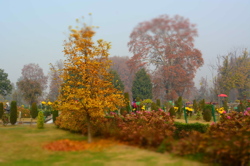 Photo of Harud: Colours of Autumn from Kashmir 7/8 by Kanj Saurav
