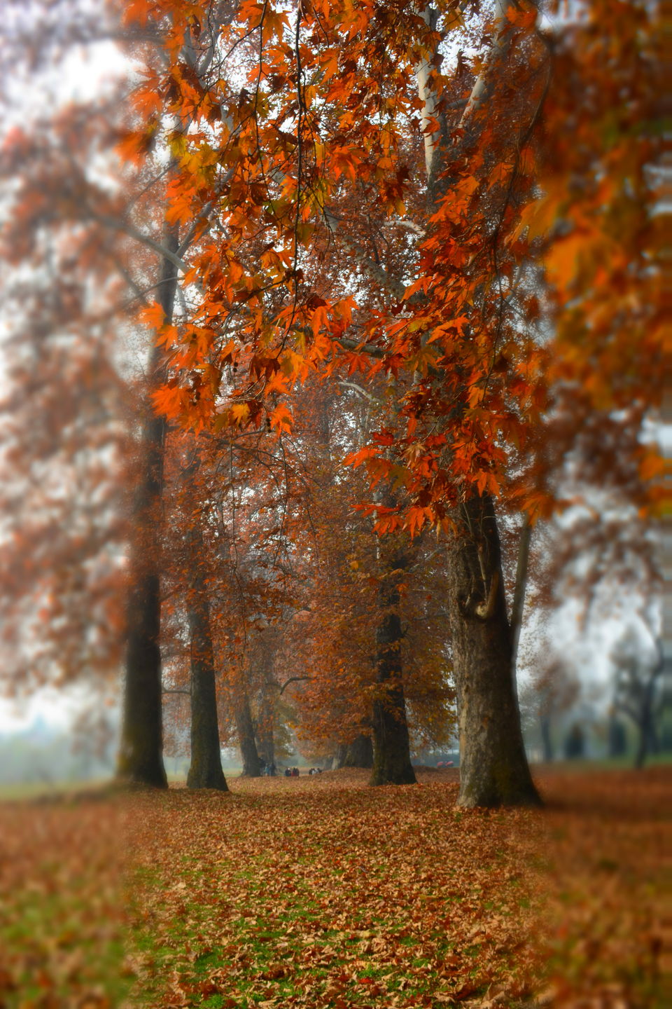 Photo of Harud: Colours of Autumn from Kashmir 8/8 by Kanj Saurav