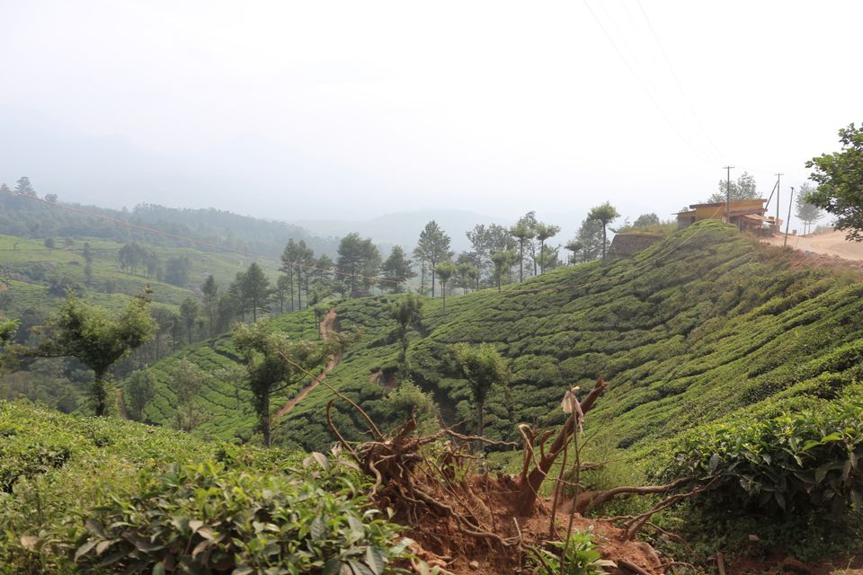 Photo of Munnar, Kerala, India by Shraddha Rajput