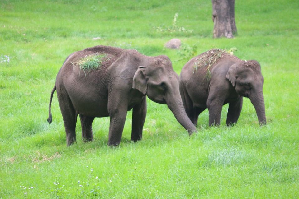 Photo of Munnar, Kerala, India by Shraddha Rajput