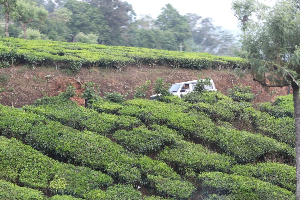 Photo of Munnar, Kerala, India by Shraddha Rajput
