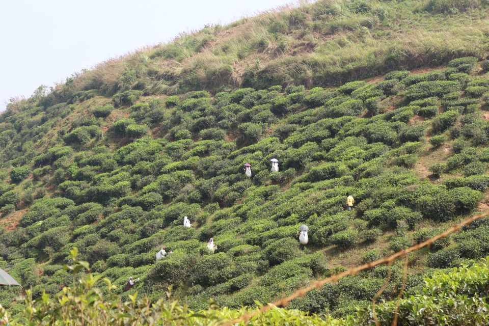 Photo of Thekkady, Kerala, India by Shraddha Rajput