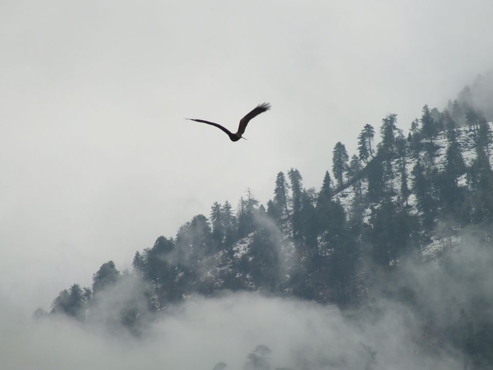 Photo of Solang Valley, Manali, Himachal Pradesh, India by Shraddha Rajput