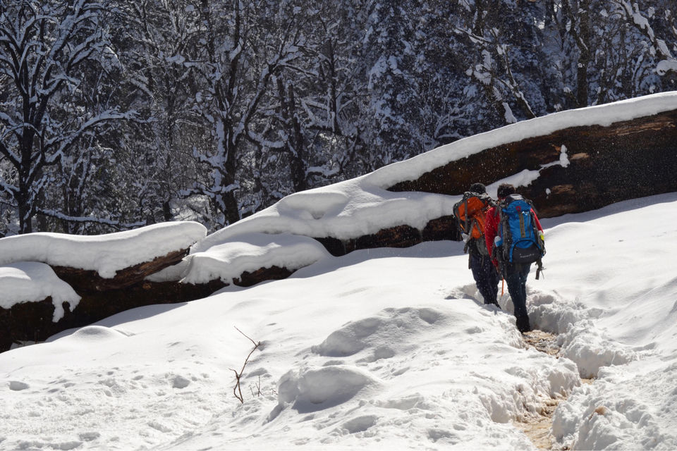 Photo of Hike to kedarkantha top - Winter trek #2017 by Vikas Vashisht