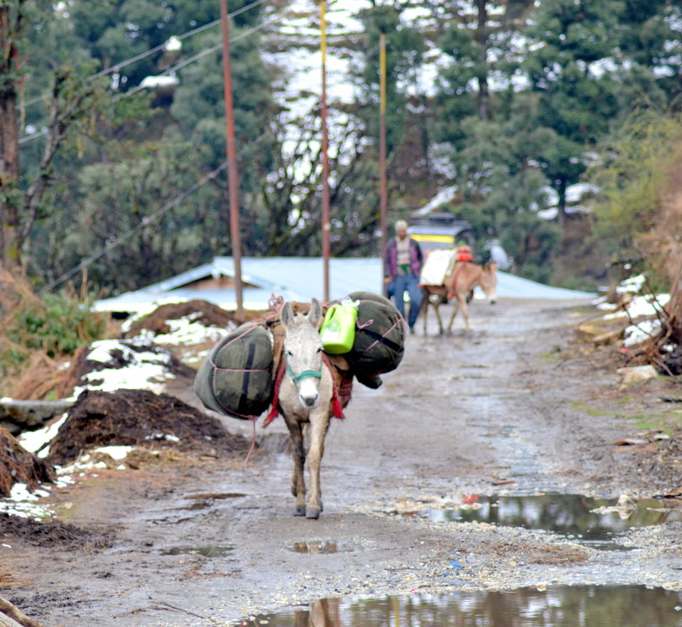 Photo of Hike to kedarkantha top - Winter trek #2017 by Vikas Vashisht