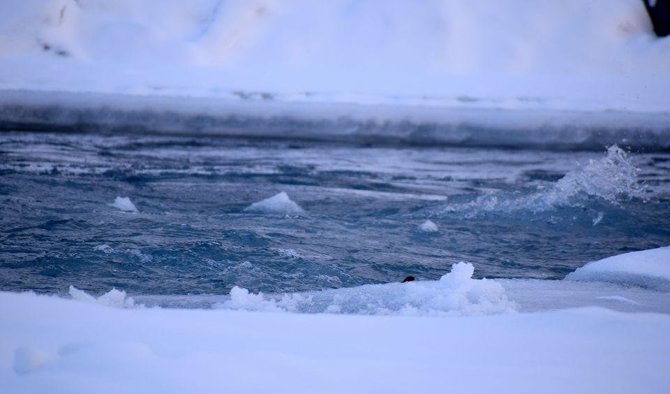 Photo of Frozen River trek - the walk of Life by Vikas Vashisht