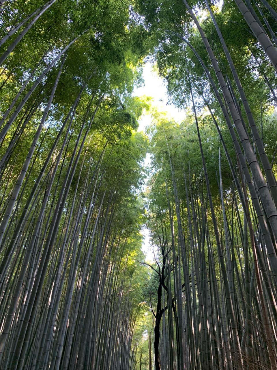 Photo of Arashiyama Bamboo Grove, Sagatenryuji Susukinobabacho, Ukyō-ku, Kyoto, Kyoto Prefecture, Japan by Mikhil Sonavaria