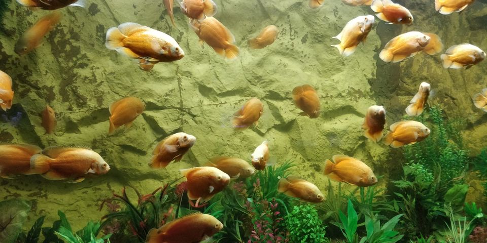 Photo of UDAIPUR : UNDER THE SUN FISH AQUARIUM by Rohan Gokhale (RG)