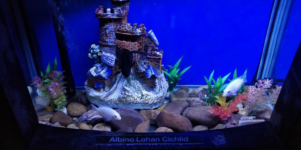 Photo of UDAIPUR : UNDER THE SUN FISH AQUARIUM by Rohan Gokhale (RG)