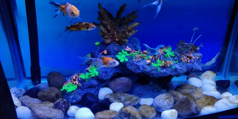 Photo of UDAIPUR : UNDER THE SUN FISH AQUARIUM by Rohan Gokhale (RG)