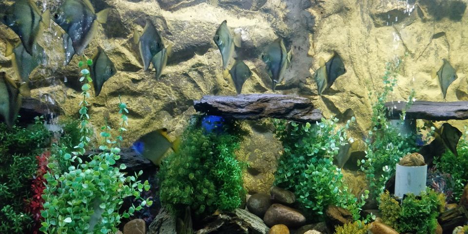 Photo of UDAIPUR : UNDER THE SUN FISH AQUARIUM by Rohan Gokhale (RG)