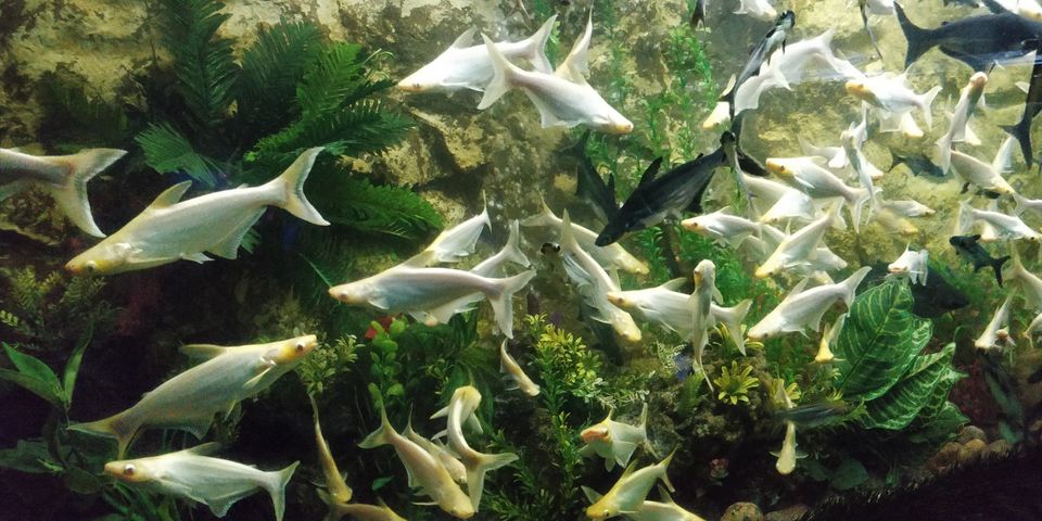 Photo of UDAIPUR : UNDER THE SUN FISH AQUARIUM by Rohan Gokhale (RG)