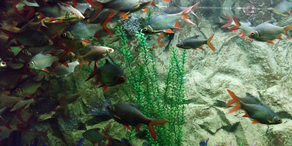 Photo of UDAIPUR : UNDER THE SUN FISH AQUARIUM by Rohan Gokhale (RG)
