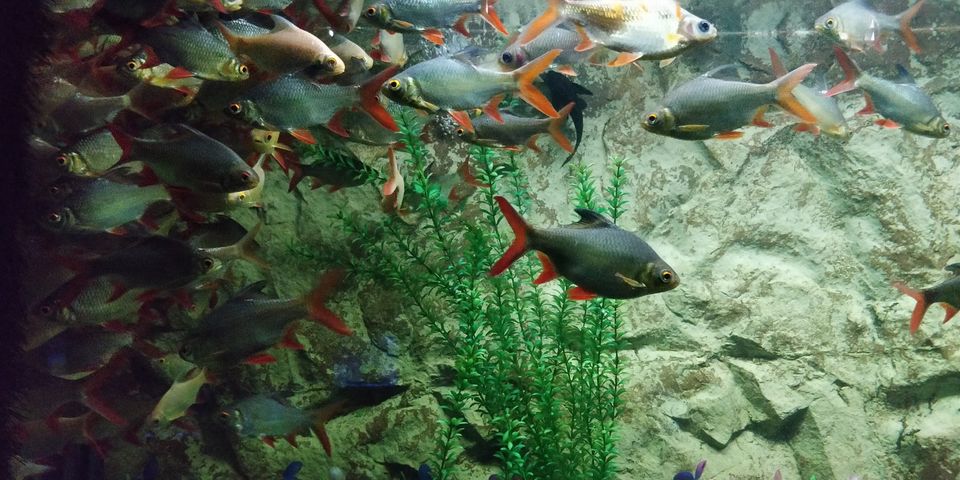 Photo of UDAIPUR : UNDER THE SUN FISH AQUARIUM by Rohan Gokhale (RG)