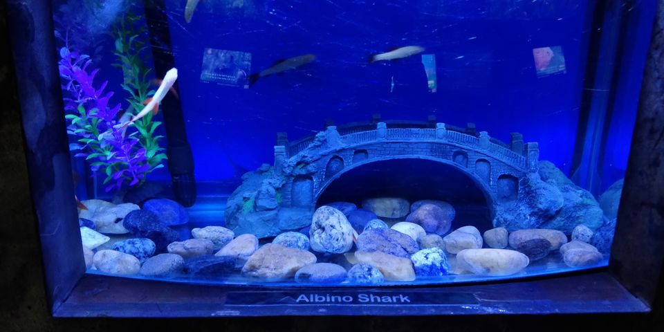 Photo of UDAIPUR : UNDER THE SUN FISH AQUARIUM by Rohan Gokhale (RG)