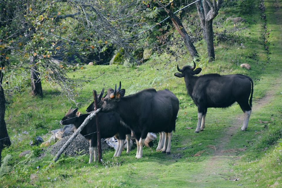 Photo of A little Hamlet for solitude Lover- Vattakanal by Ashish Khare