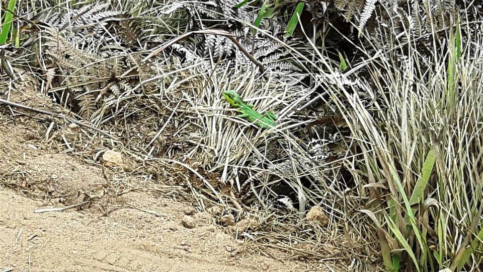 Photo of A walk through Horton Plains, Sri Lanka 12/25 by Bee The Musafir