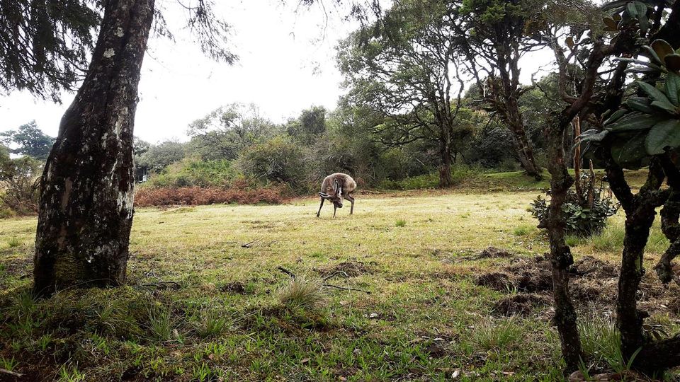 Photo of A walk through Horton Plains, Sri Lanka 23/25 by Bee The Musafir
