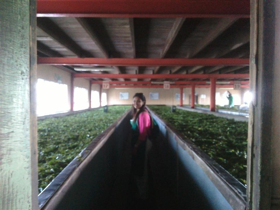 Photo of Exploring the tea trail of Sri Lanka 16/22 by Bee The Musafir