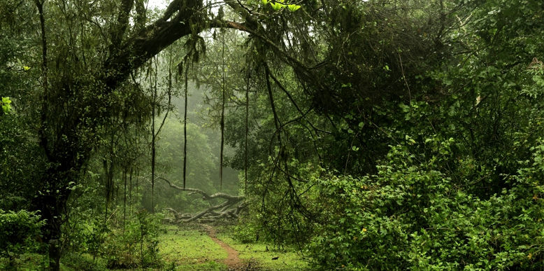 Photo of Alluring Paradise Of Palakkad: A Walk Through The Pristine Region. 3/5 by GoGeo Holidays