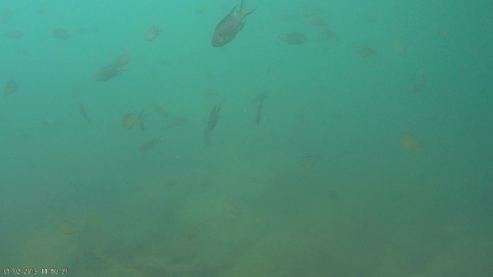 Photo of Bat Island by Gl Poornima