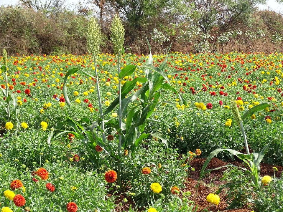 Photo of Chevella, Telangana, India by Karim S A