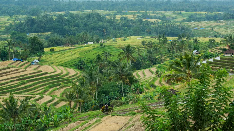 Photo of Jatiluwih Rice Terraces, Jatiluwih, Tabanan Regency, Bali, Indonesia by Harsh Mundra