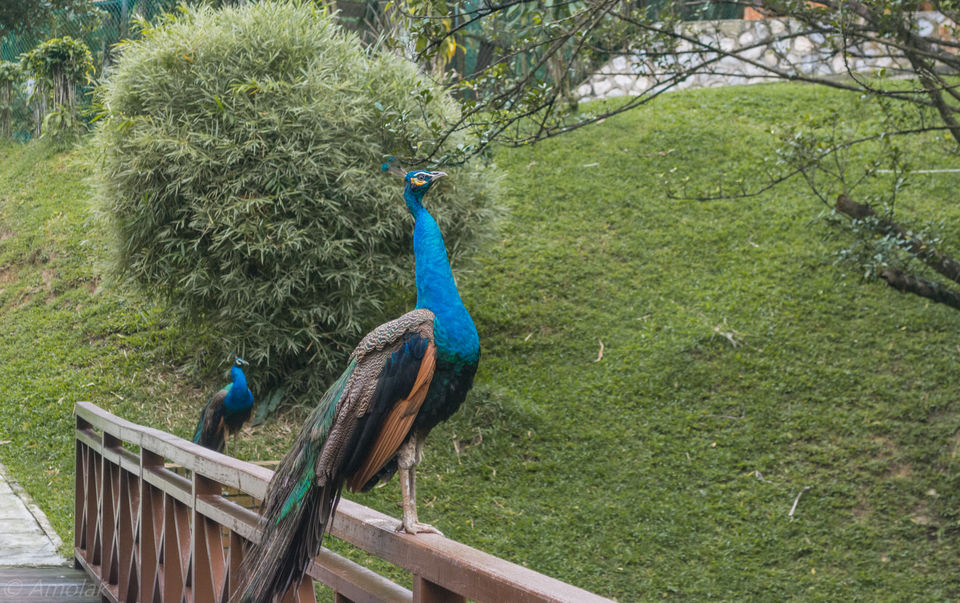 Photo of KL Bird Park Jalan Cenderawasih Kuala Lumpur Malaysia by Harsh Mundra