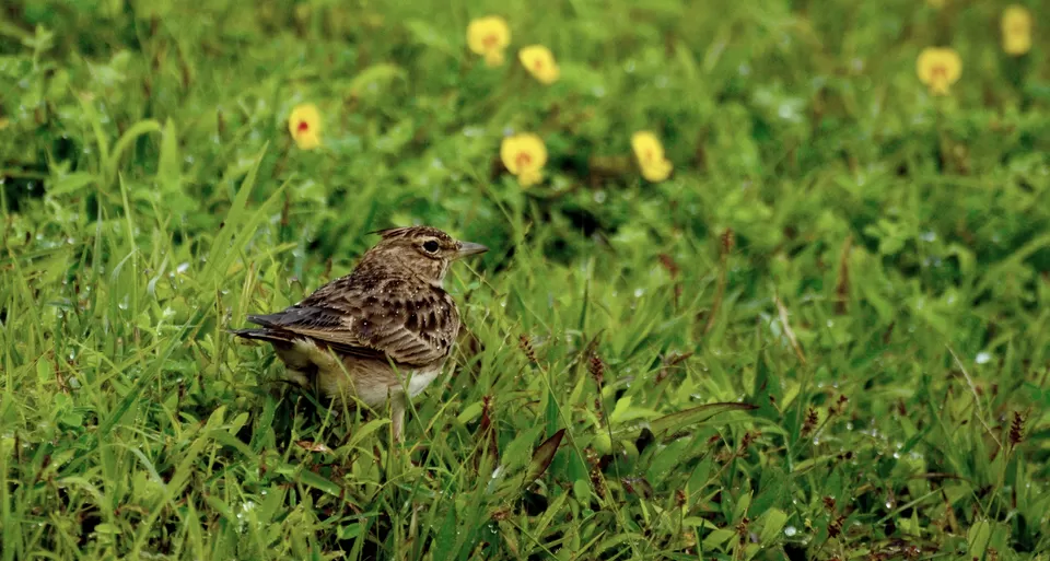 Photo of Kaas Plateau of Flowers, Maharashtra by Tanishka Goel