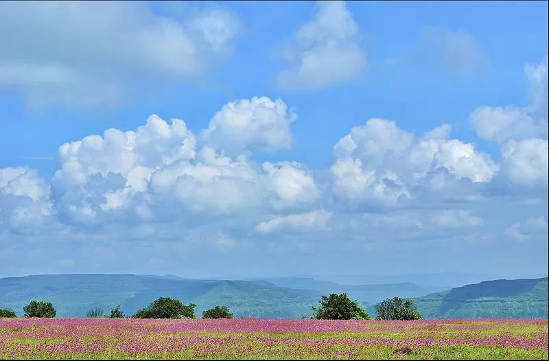 Photo of Kaas Plateau of Flowers, Maharashtra by Tanishka Goel