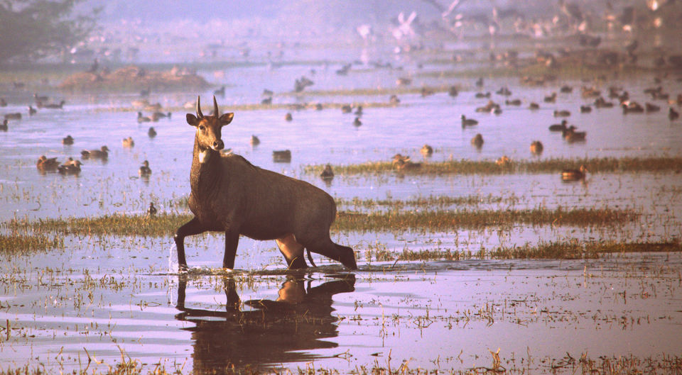 Photo of A bowl of Paradise in the city of chaos-Sultanpur National Park 5/12 by The_Budget_Backpacker