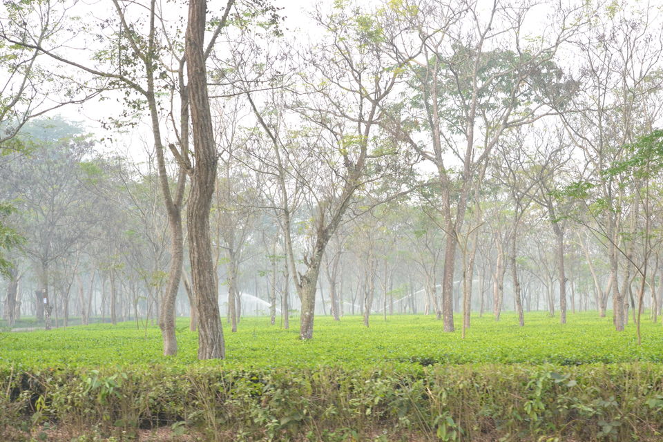 Photo of The majestic Gorumara National Park – a gem in the East 3/7 by The_Budget_Backpacker