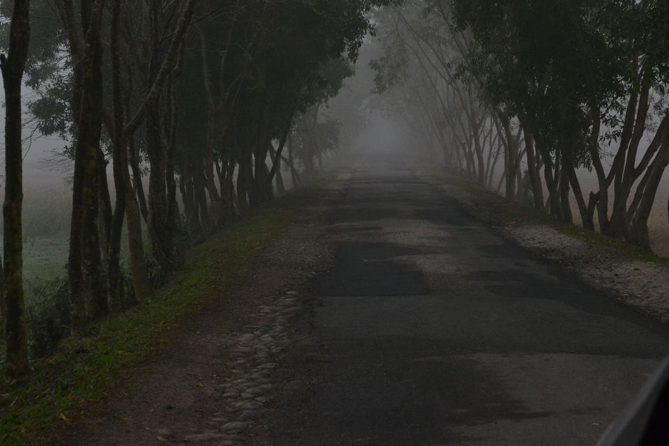 Photo of The majestic Gorumara National Park – a gem in the East 1/7 by The_Budget_Backpacker