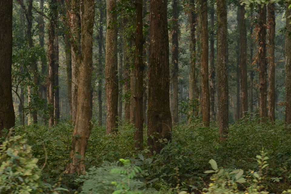 Photo of The majestic Gorumara National Park – a gem in the East 2/7 by The_Budget_Backpacker