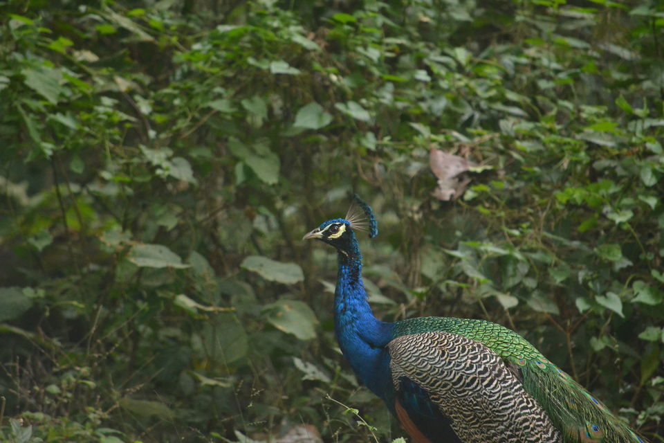 Photo of The majestic Gorumara National Park – a gem in the East 5/7 by The_Budget_Backpacker