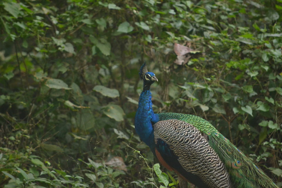 Photo of The majestic Gorumara National Park – a gem in the East 4/7 by The_Budget_Backpacker