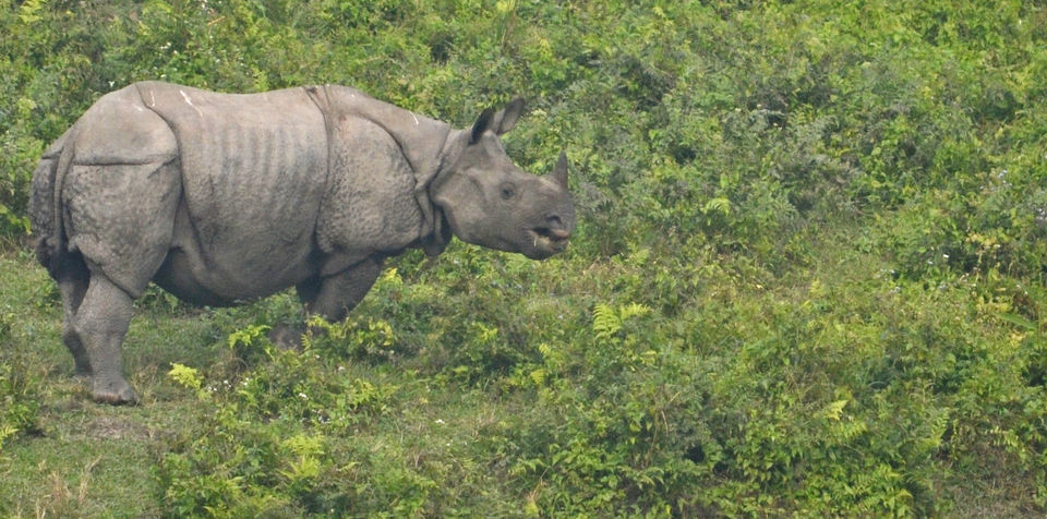 Photo of The majestic Gorumara National Park – a gem in the East 6/7 by The_Budget_Backpacker