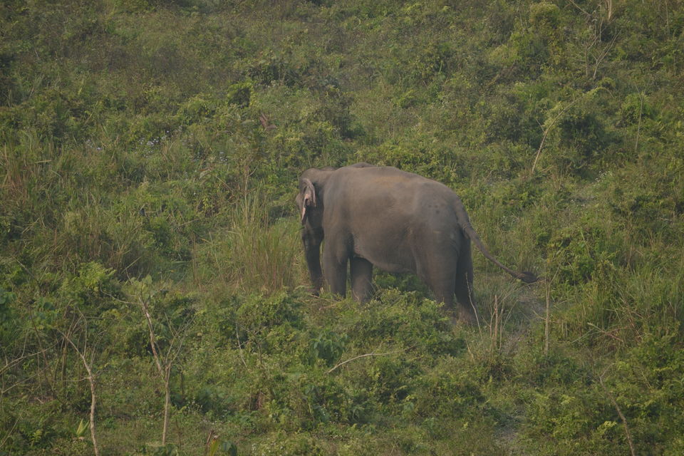 Photo of The majestic Gorumara National Park – a gem in the East 7/7 by The_Budget_Backpacker
