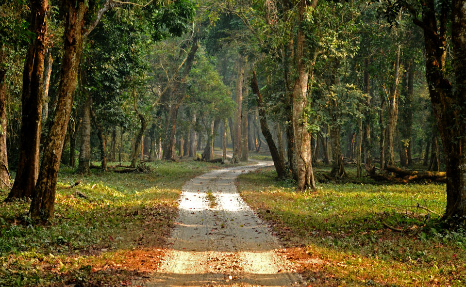 Photo of The majestic Gorumara National Park – a gem in the East by The_Budget_Backpacker