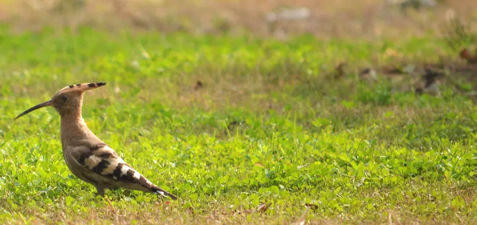 Photo of Char Bagh, New Delhi, Delhi, India by The_Budget_Backpacker