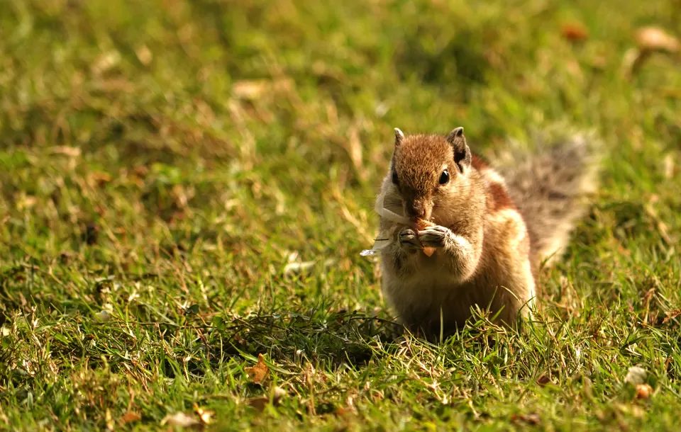 Photo of Char Bagh, New Delhi, Delhi, India by The_Budget_Backpacker